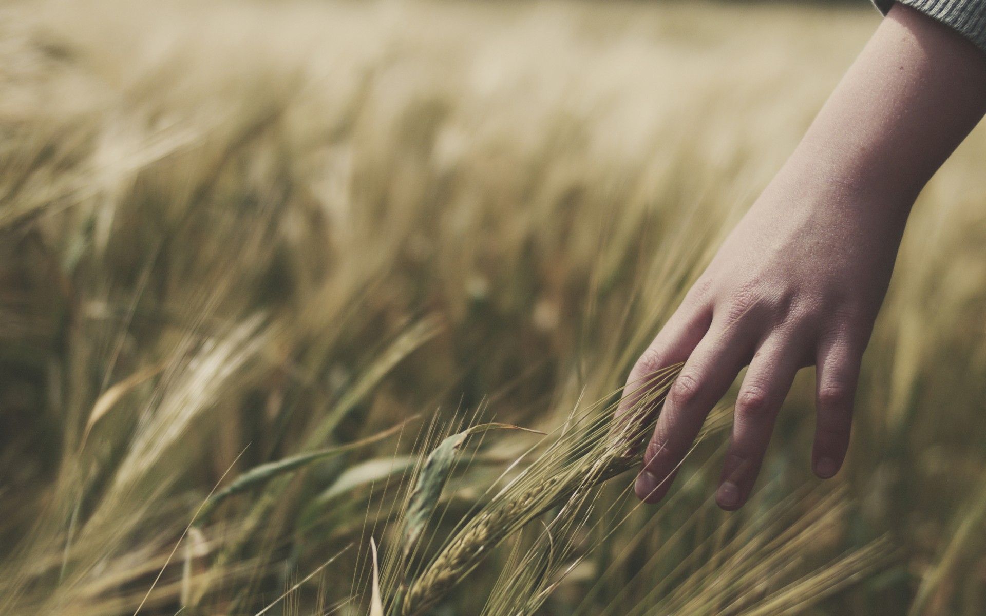 close-up-of-baby-girl-hand-touching-crops-of-wheat-on-the-field-feeling-nature
